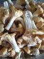 Kurki - pierwszy wysyp grzybów na Kaszubach